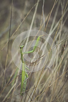 Preying Mantis stalking in high grass