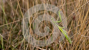 Preying Mantis stalking insects in high grass