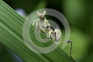 Preying Mantis in Thailand.