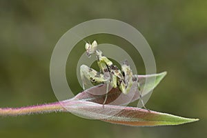 Preying Mantis in Thailand.