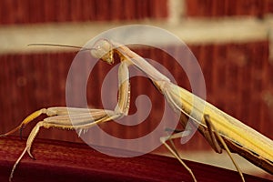 A preying mantis tiliting its head, looking right at you