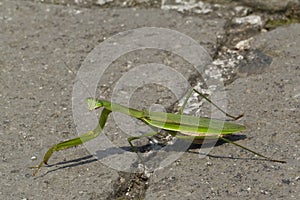 Preying Mantis Walking Across a Road