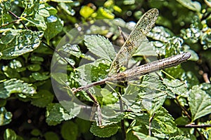 Preying mantis,walking-stick