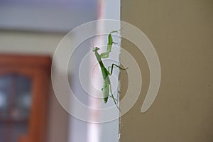 praying mantis on the wall