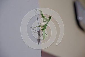 praying mantis on the wall