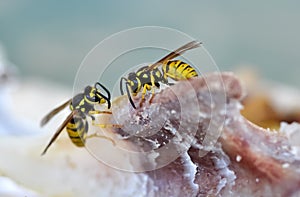 Preying wasps