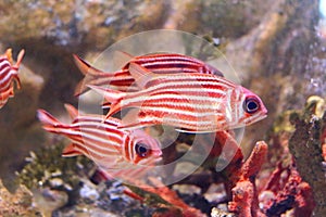 Priacanthidae fish
