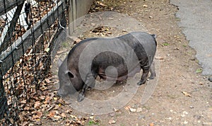 Priamurskogo a zoo named after V.P. Sysoev. photo