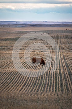 Priarie farm field with cow grazing on harvested land in portrait orientation. photo