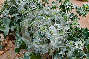 Prickle flowers with thorny leaves