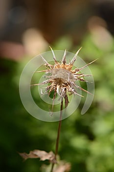 Prickle in green background