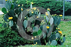 A Prickle Pear cactus somewhere in Georgia.