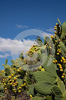 Prickle pears close up on a blue sky background.