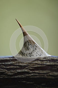 Prickle on a plant