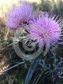 Prickle purple flowers