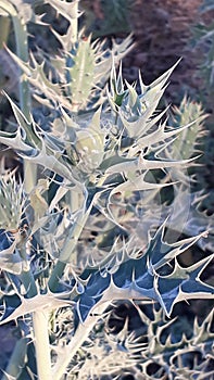 Prickled sky colour bud in semi arid areas photo