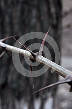 Prickles on a branch photo