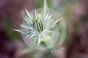Prickly but beautiful.