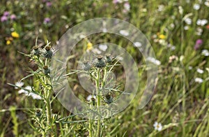 The prickly buds of a spear thistle
