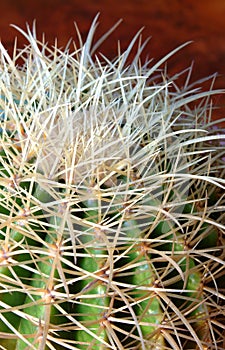 Prickly Cactus