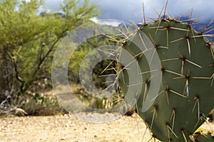 Prickly Cactus close up.