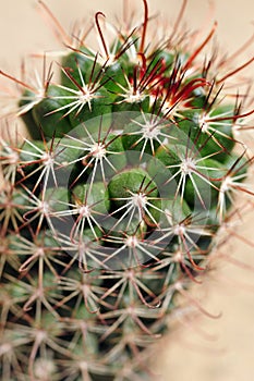 Prickly cactus closeup shot