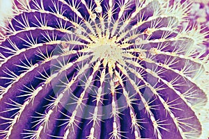 Prickly cactus closeup. Spiny Succulent plant texture abstract background with sunlight