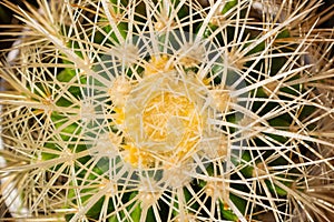 Prickly cactus closeup top view. Stock image.