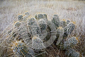 Prickly Cactus family