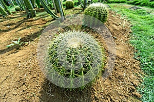 prickly Cactus in the garden