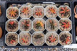 Prickly cactus growing in a pot. . Desert plant. Group of small cactus in the pot