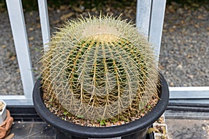 Prickly cactus growing in a pot. Goloden Echinopsis calochlora cactus. Desert plant. Group of small cactus in the pot