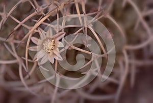 A prickly cactus with its cream-colored blossom