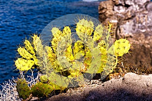 Prickly cactus plant