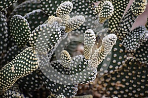 Prickly Cactus, Succulent Plant Background