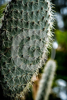 Prickly cactus in Utopia Orchid Park, Israel