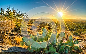 Prickly cactus and vibrant sunset in Sonoran Desert
