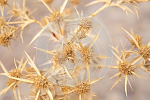 Prickly dried branches close-up background