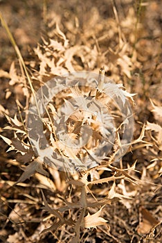 Prickly dries thorny plant. Sunlight, outdoor