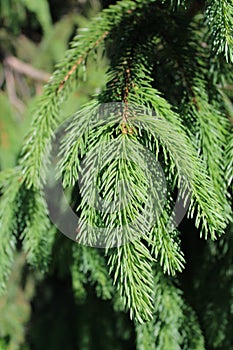 Prickly evergreen spruce branch closeup