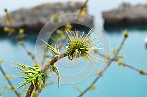 A prickly flower against the sea. photo