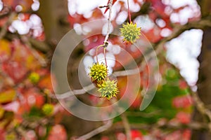 Prickly fruits of American storax tree with colourful red foliage photo