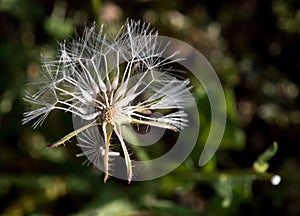 Prickly goldenfleece wild flower