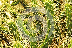 Prickly, green cactus, close up.