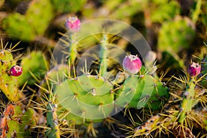 Prickly green cactus on sunny day in Tenerife Spain. desert