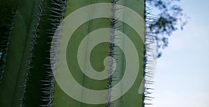 a prickly green leaf of a cactus,the lightness of green is constantly changing