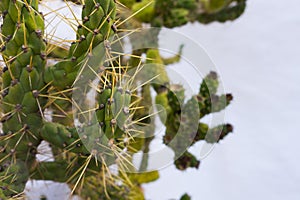 Prickly Green Needle Cactus on white background