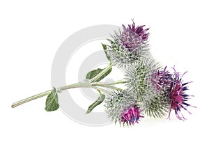 Prickly heads of burdock flowers isolated on white background. Medicinal plant. Arctium lappa