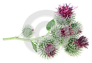 Prickly heads of burdock flowers isolated on white background. Medicinal plant. Arctium lappa, Edible Burdock
