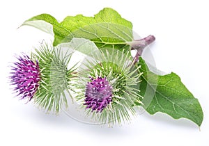 Prickly heads of burdock flowers on a white background
